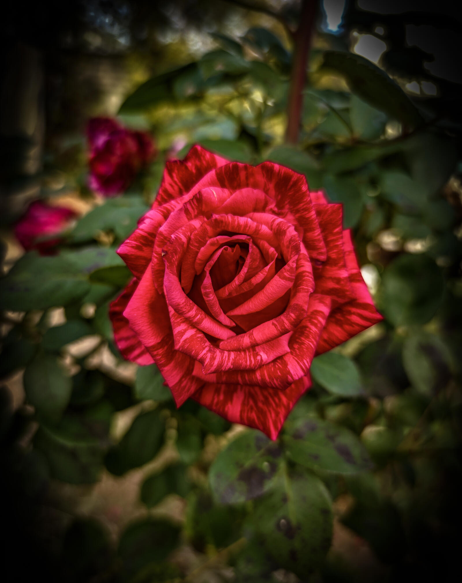 Обои красная роза королева цветов на рабочий стол