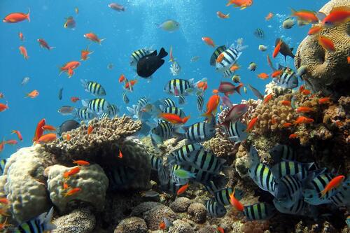 Sea fish at the coral reef
