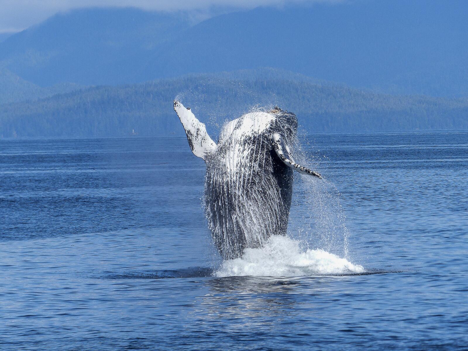 免费照片鲸鱼跃出水面