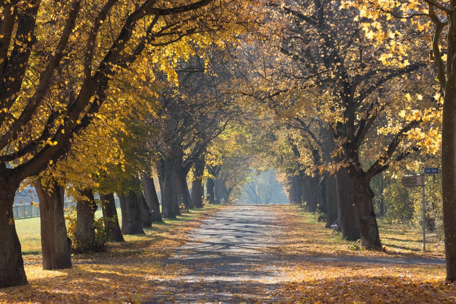 Бесплатное фото Аллея вдоль осеннего леса с желтыми листьями