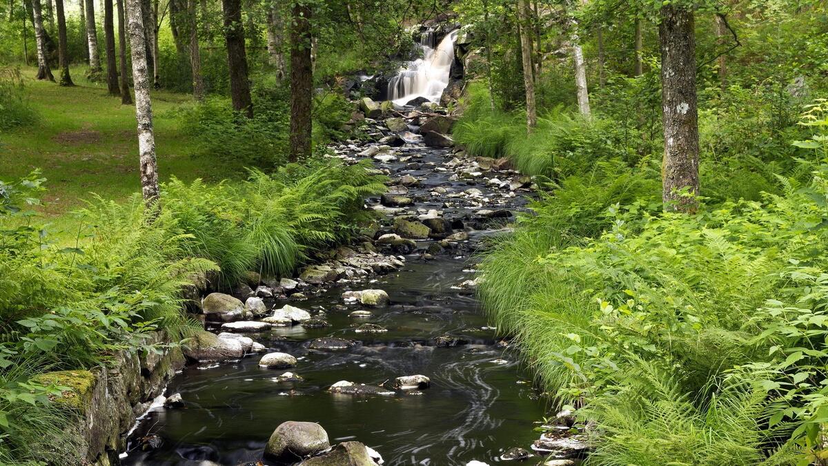 Wallpaper of a narrow stream in a summer forest