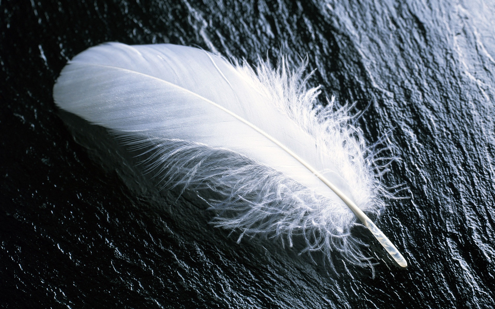 A white feather floats on water