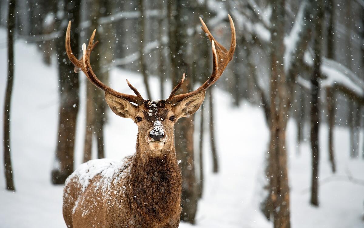 Олень с большими рогами в зимнем лесу