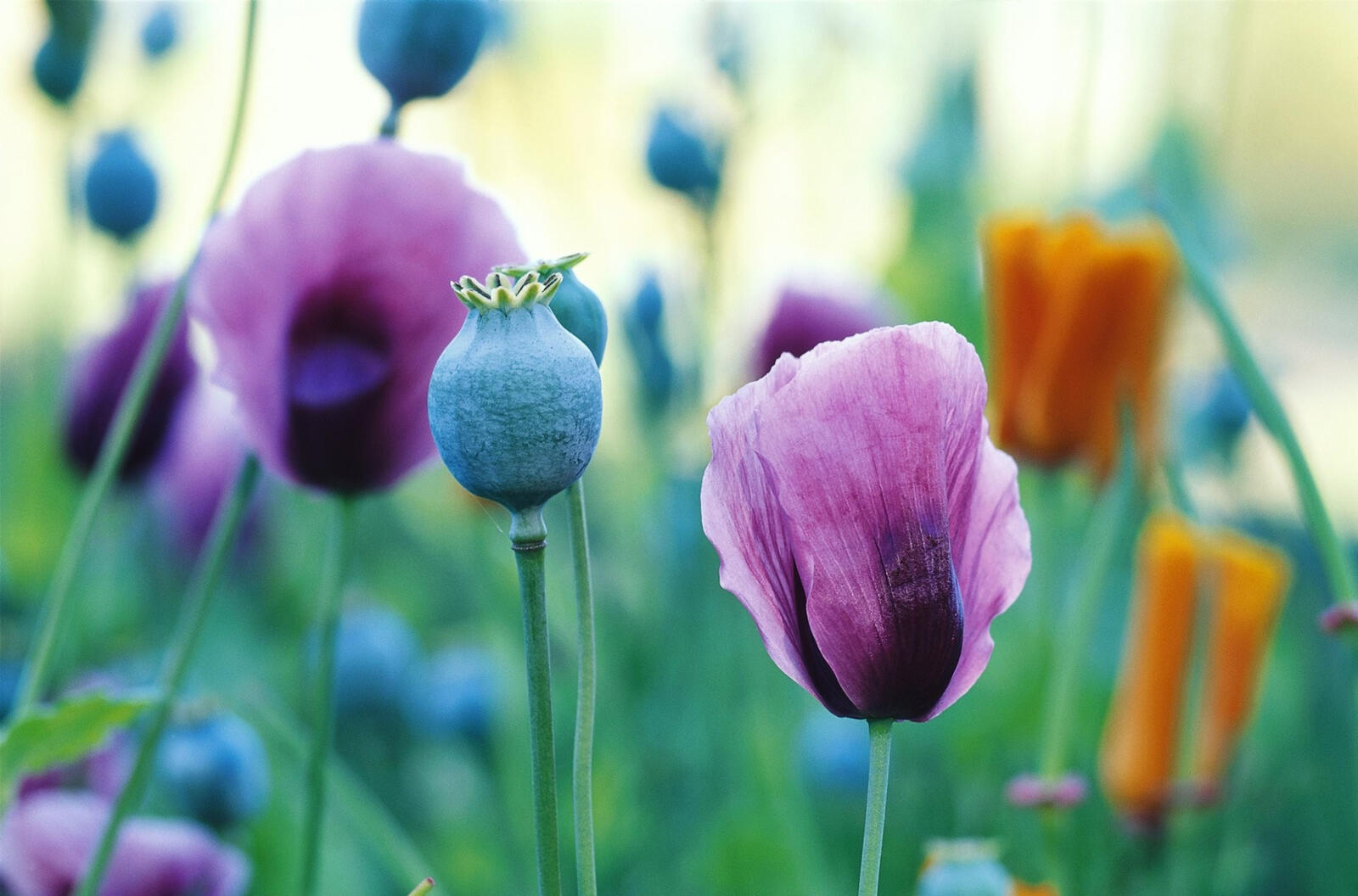 Free photo Colored poppies