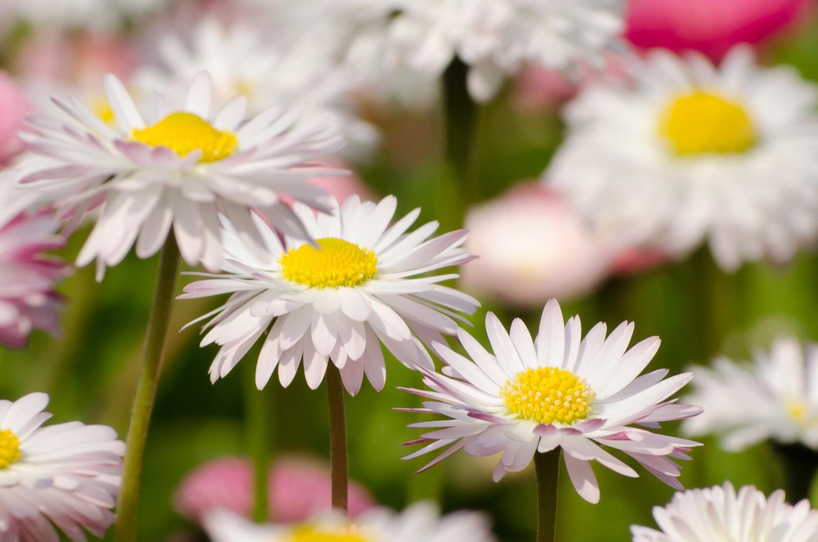 Free photo A glade of daisies