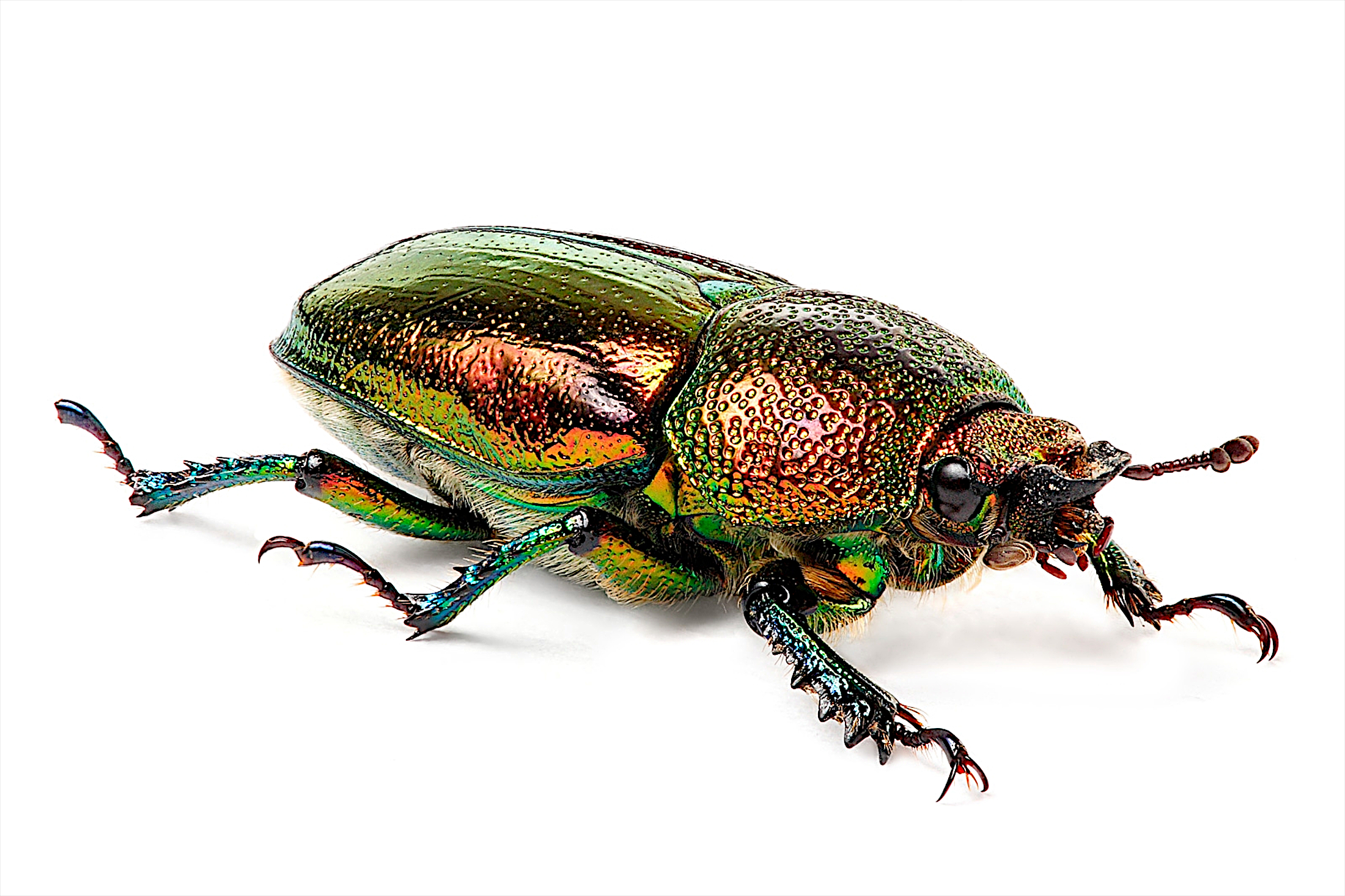 A beetle of a different color on a white background