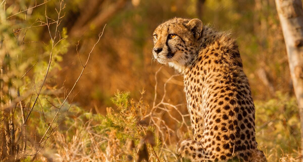 A cheetah sitting in the grass looking around