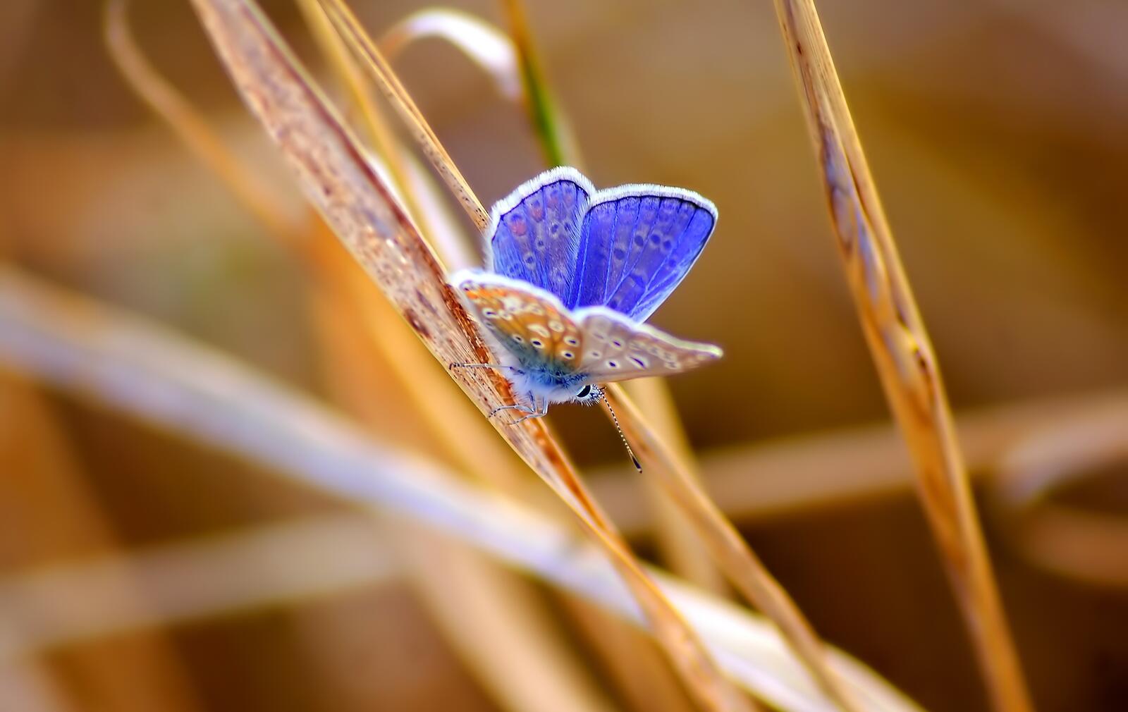 Обои бабочка крылья голубая на рабочий стол