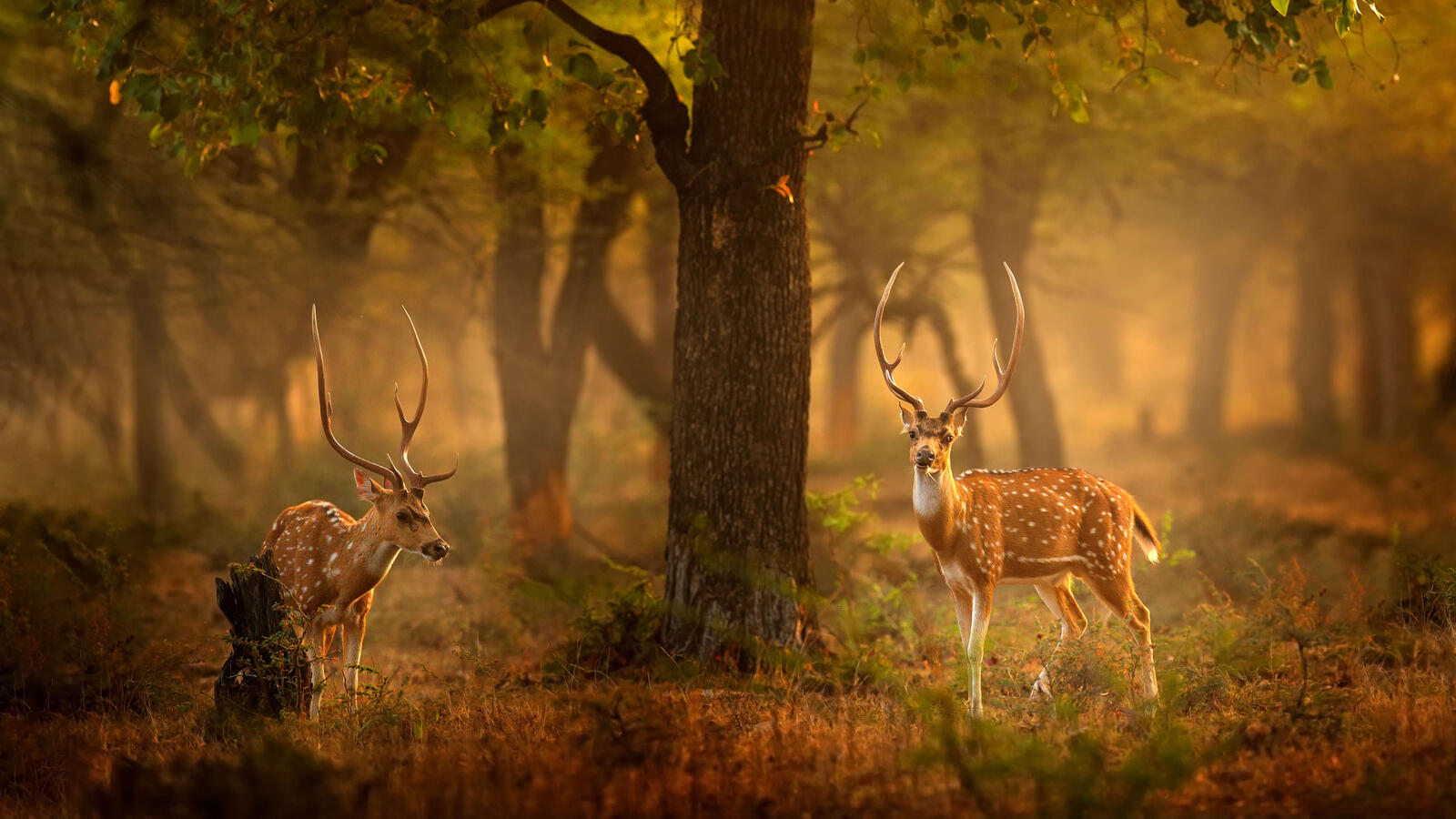 Wallpapers deer forest fairytale on the desktop