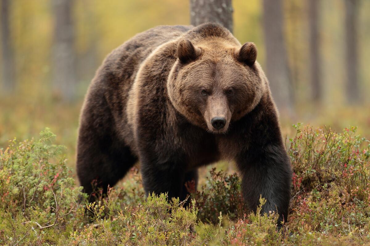 Медведь гризли идет по высокой траве в лесу