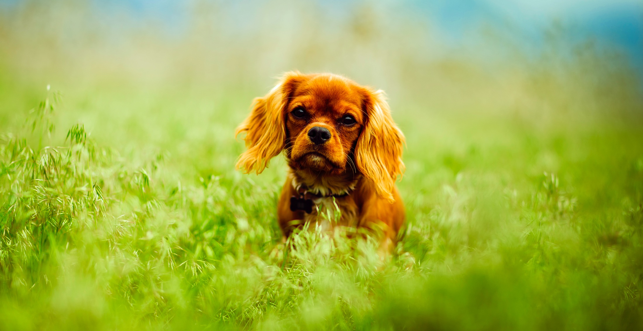 Free photo An English cocker spaniel sits in the green grass