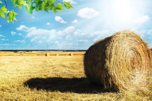 A haystack in a field