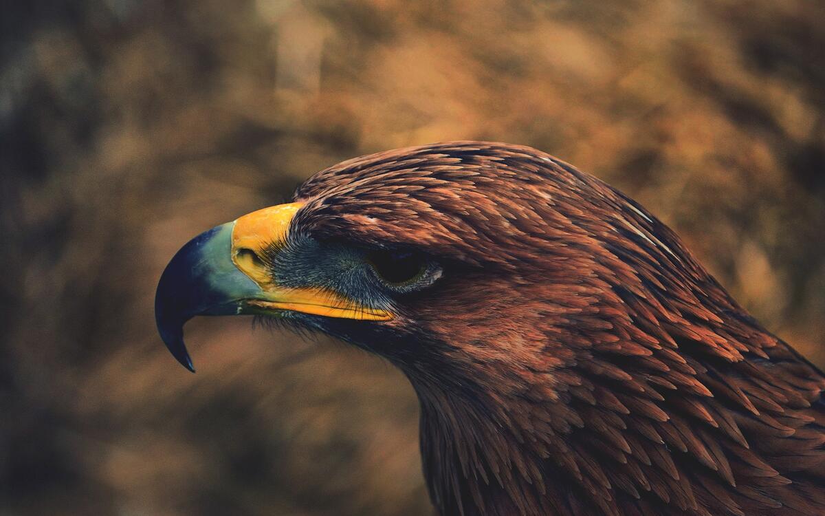 The eagle looks away from the close-up
