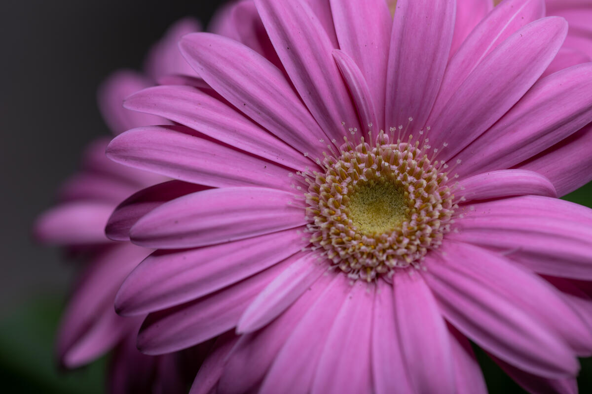 Pink petals of a beautiful flower
