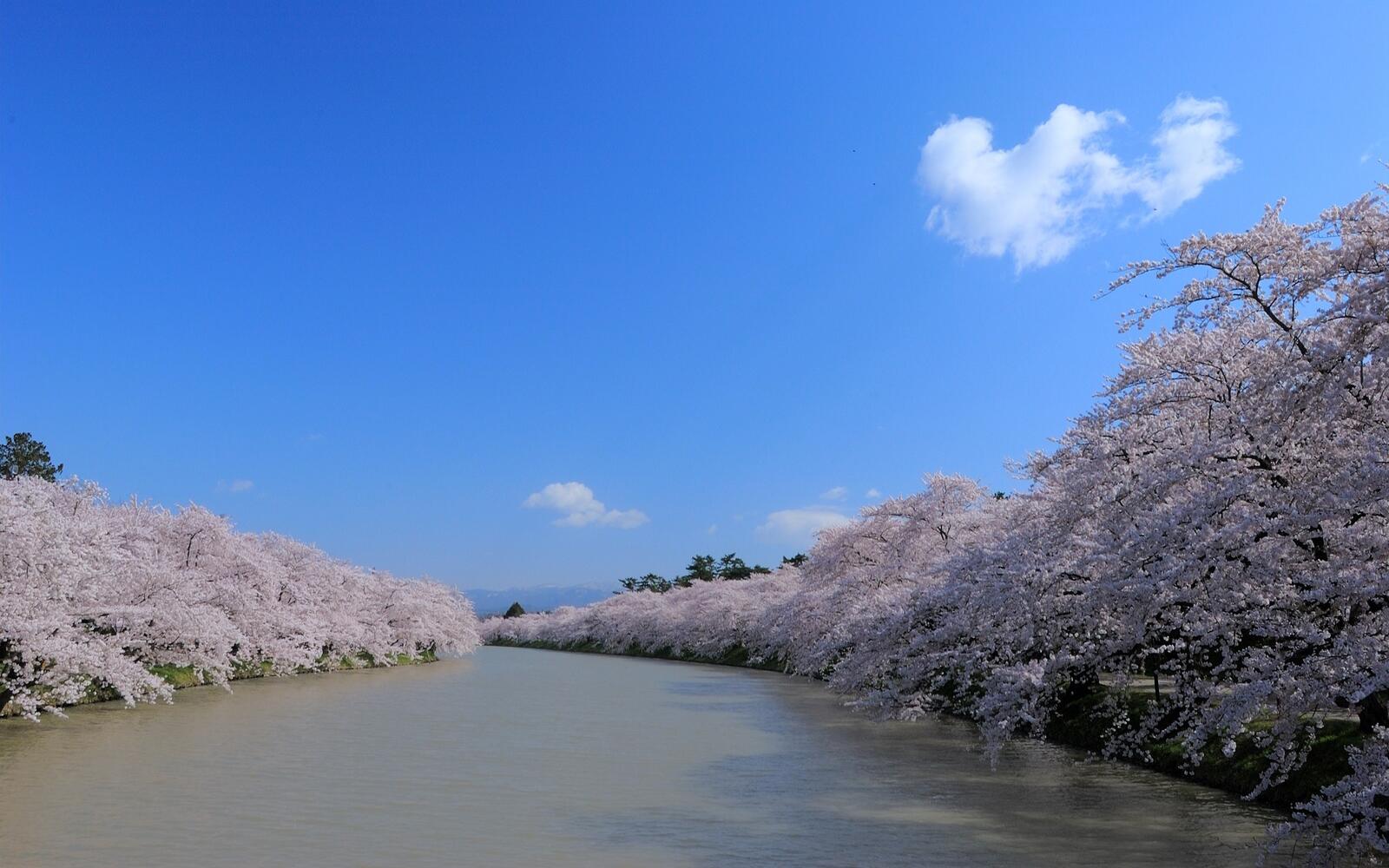 Бесплатное фото Цветущие деревья вдоль реки