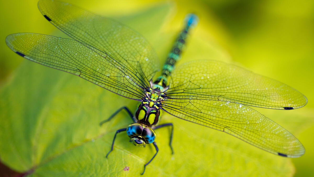 Красивая стрекоза с прозрачными крылышками на зеленом листочке