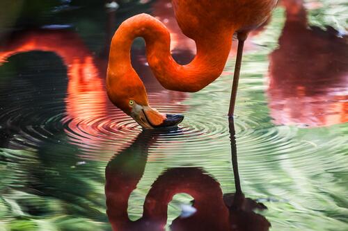 Красный фламинго опустил клюв в воду
