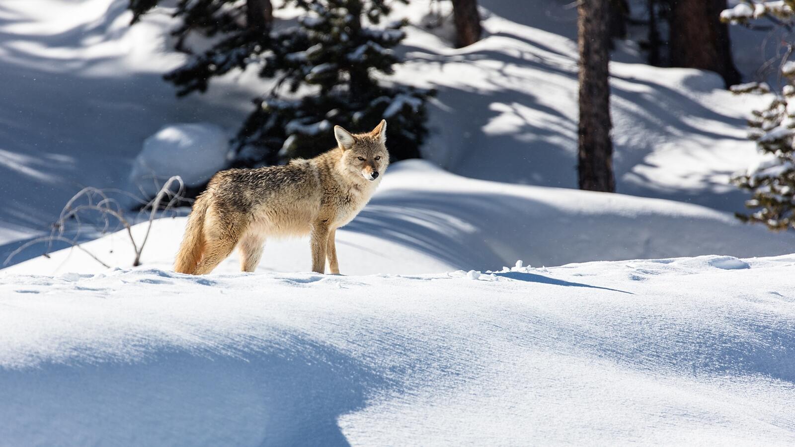 Free photo Coyote in winter