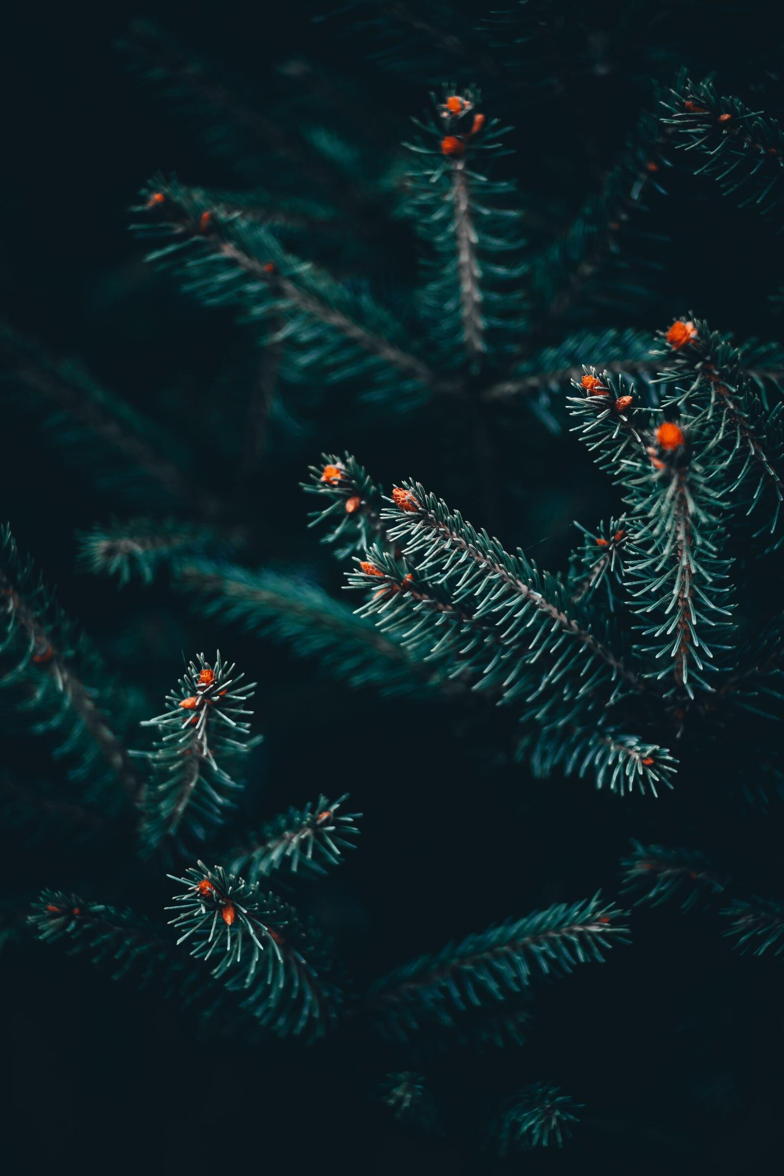 Free photo Spruce branches with needles