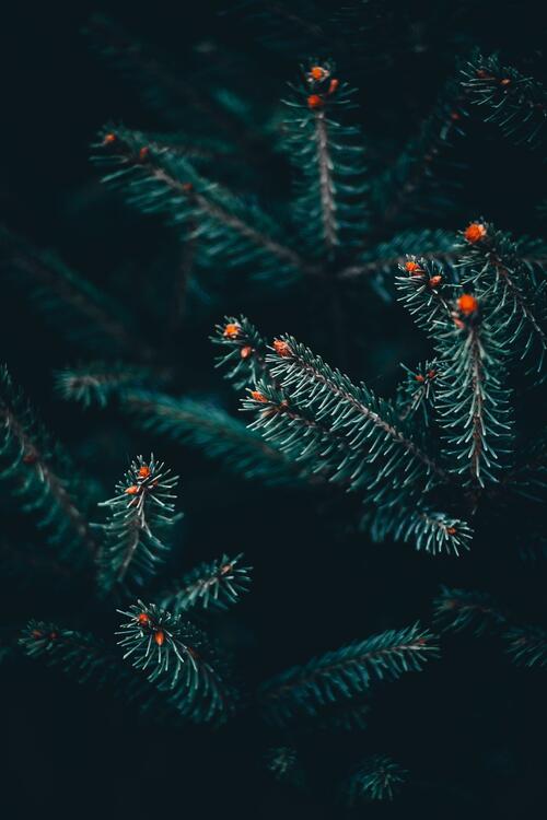 Spruce branches with needles