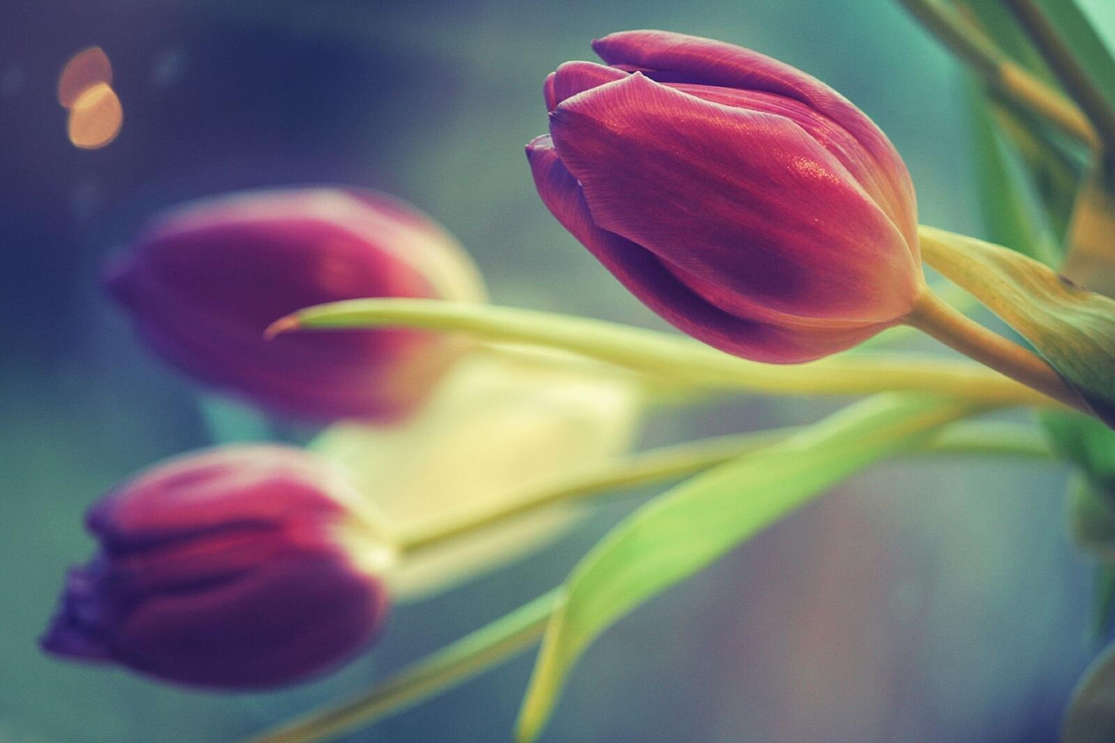 Бесплатное фото Розовые тюльпаны