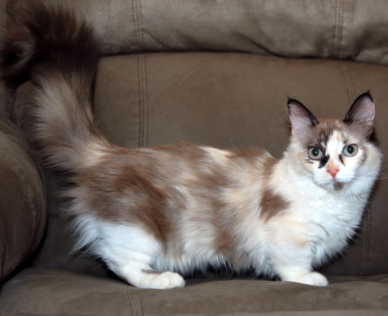 Free photo Short-legged long-haired cat