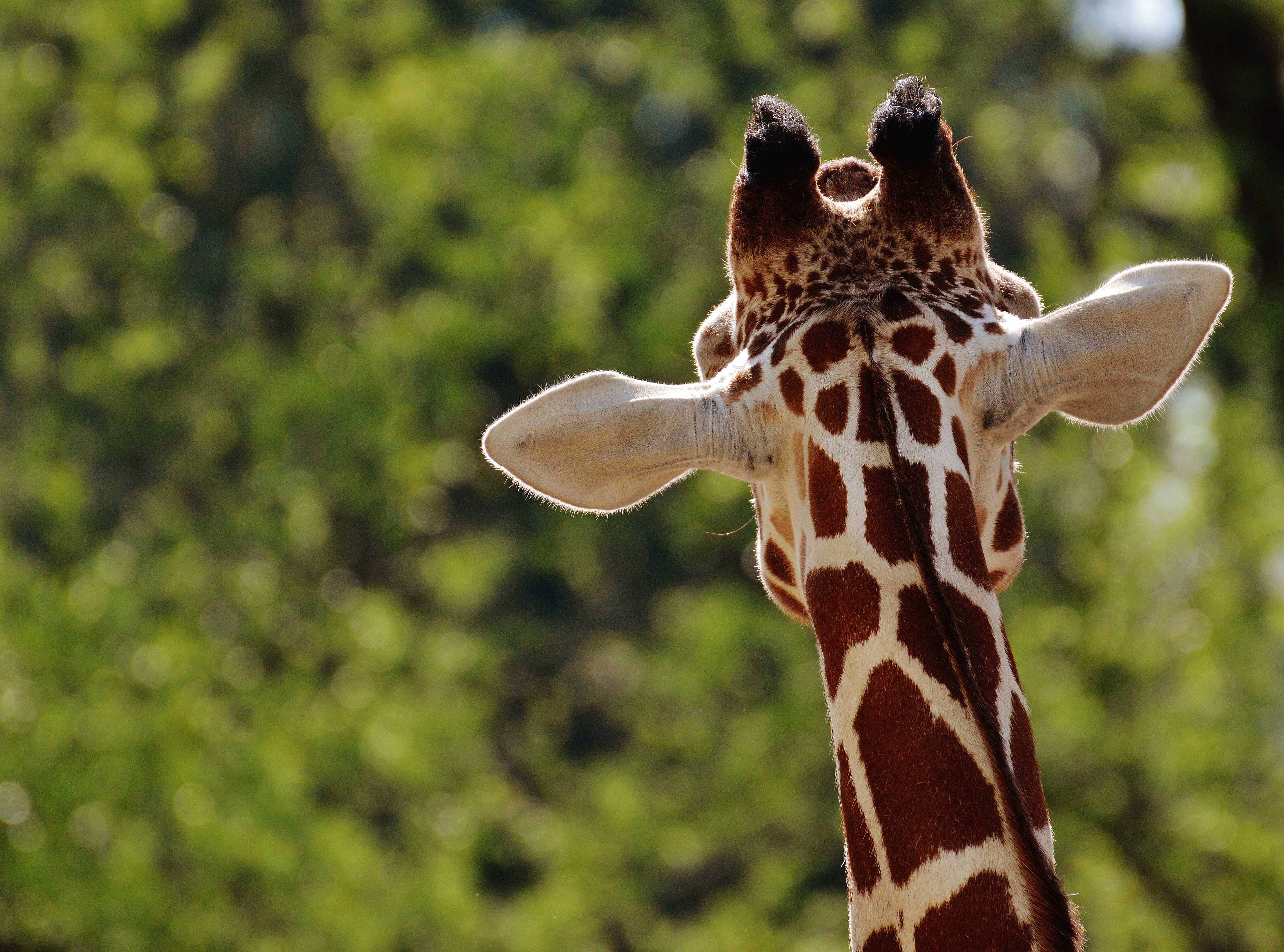 Free photo The back of a giraffe`s head
