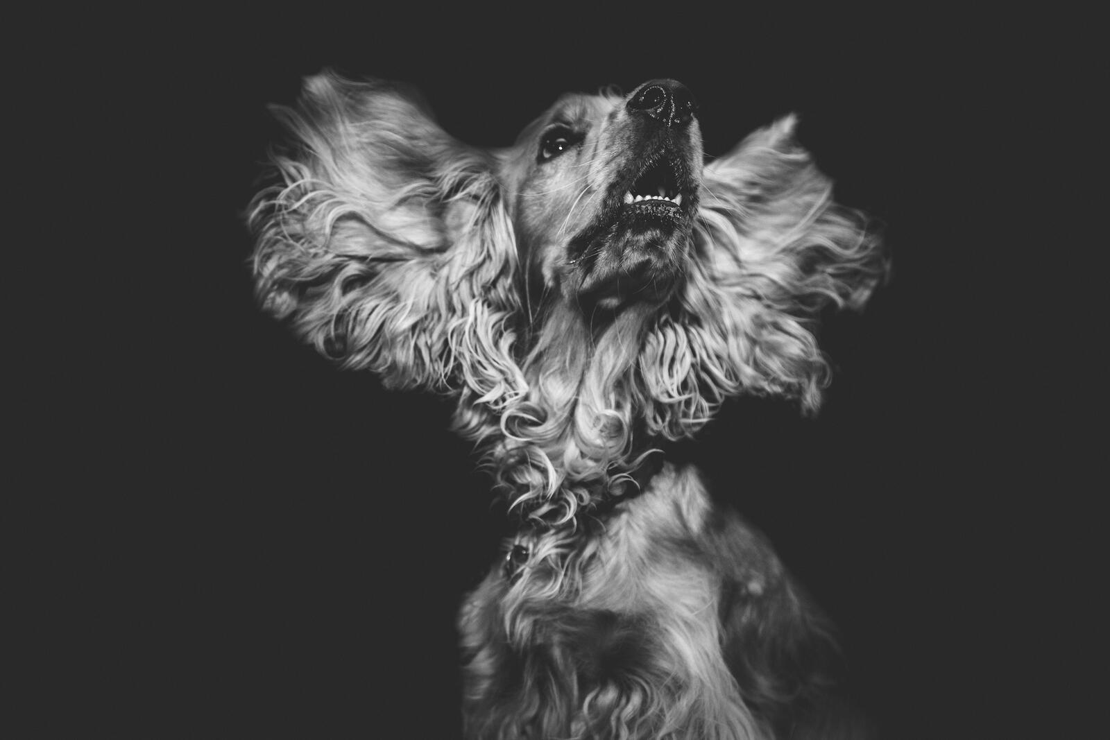 免费照片黑色背景上的西班牙猎犬酷照。