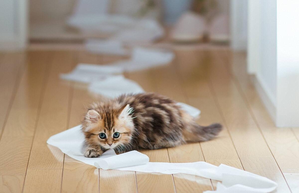 Пушистый котенок играет с туалетной бумагой