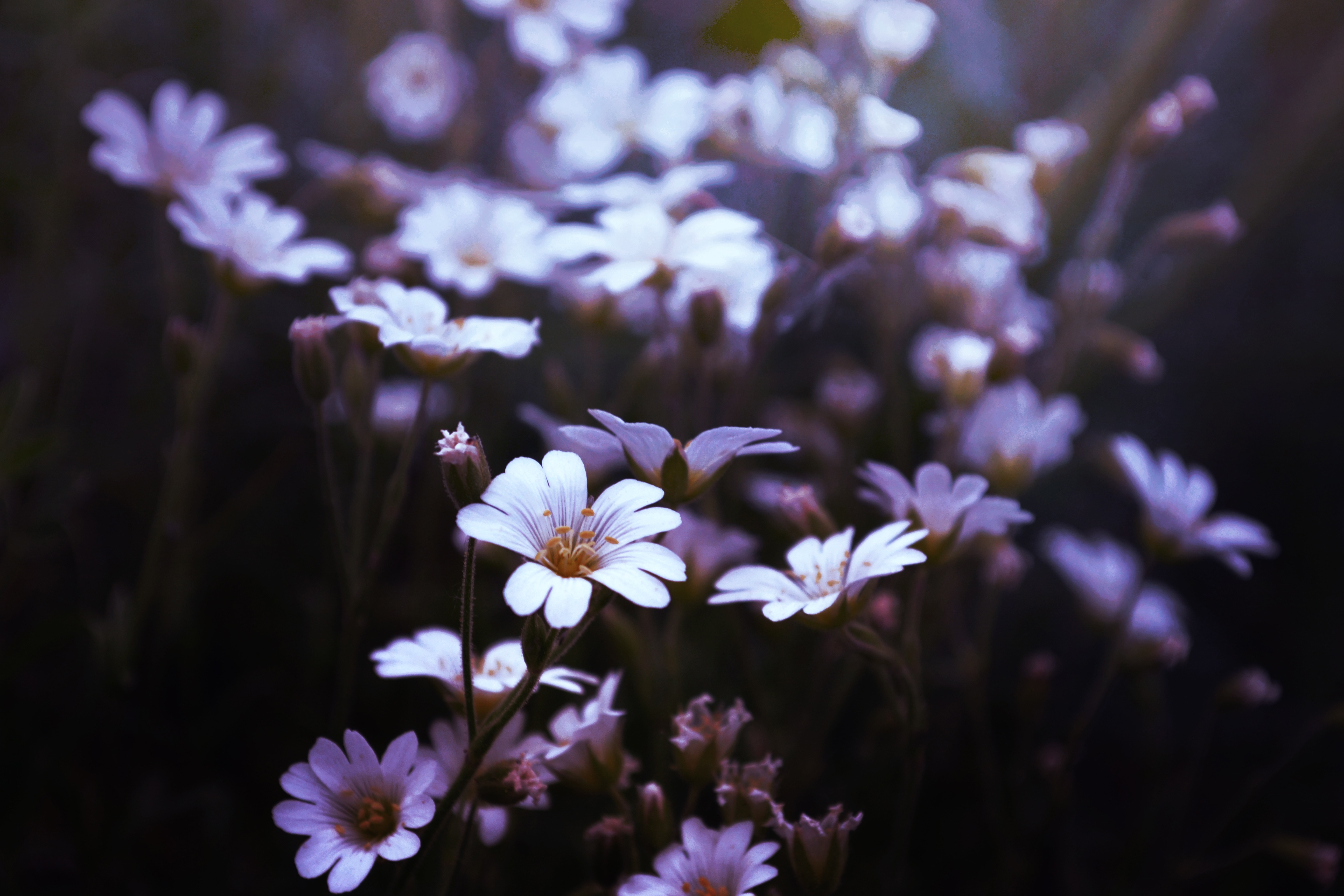 免费照片田野里的紫色雏菊