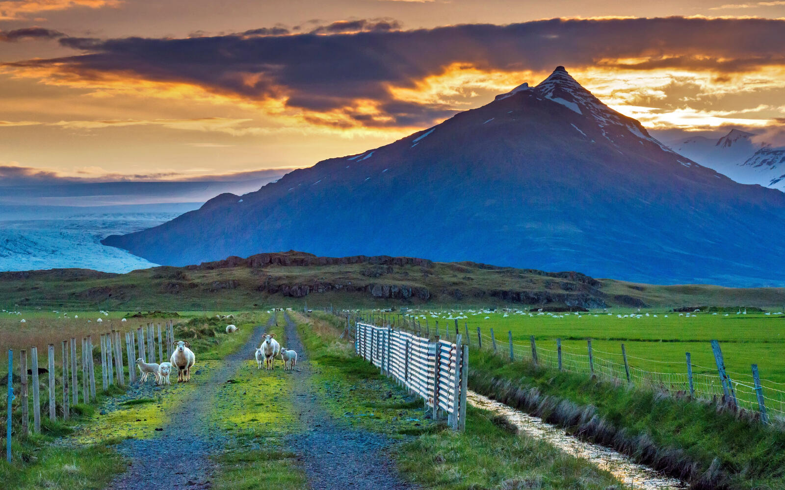 Бесплатное фото Овцы пасутся возле большой одинокой горы