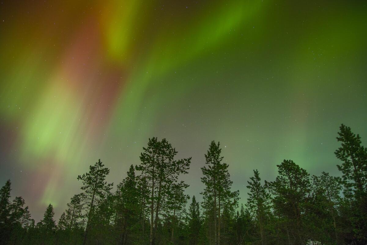 Northern Lights over the treetops