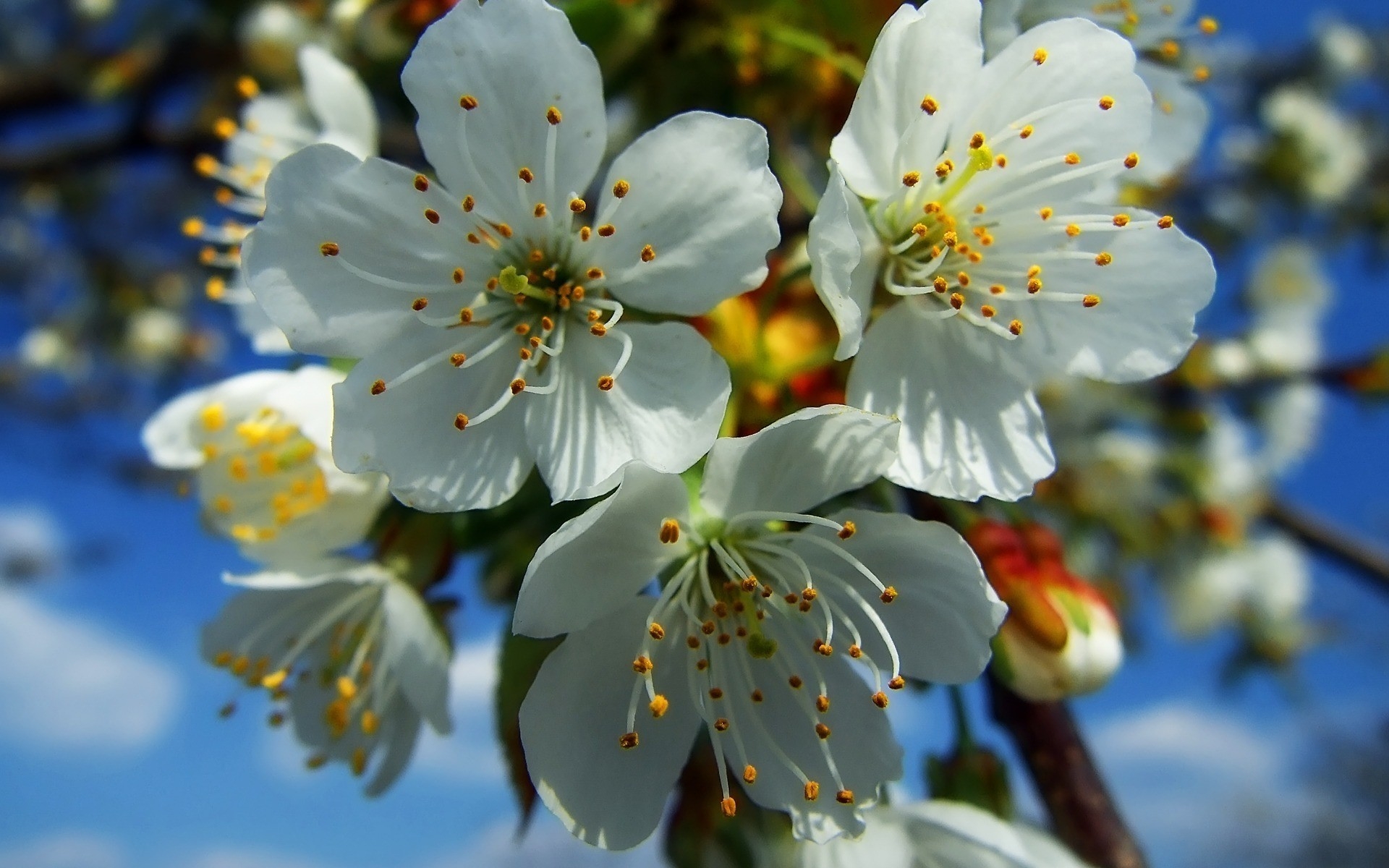 Бесплатное фото Белые цветы на ветке дерева