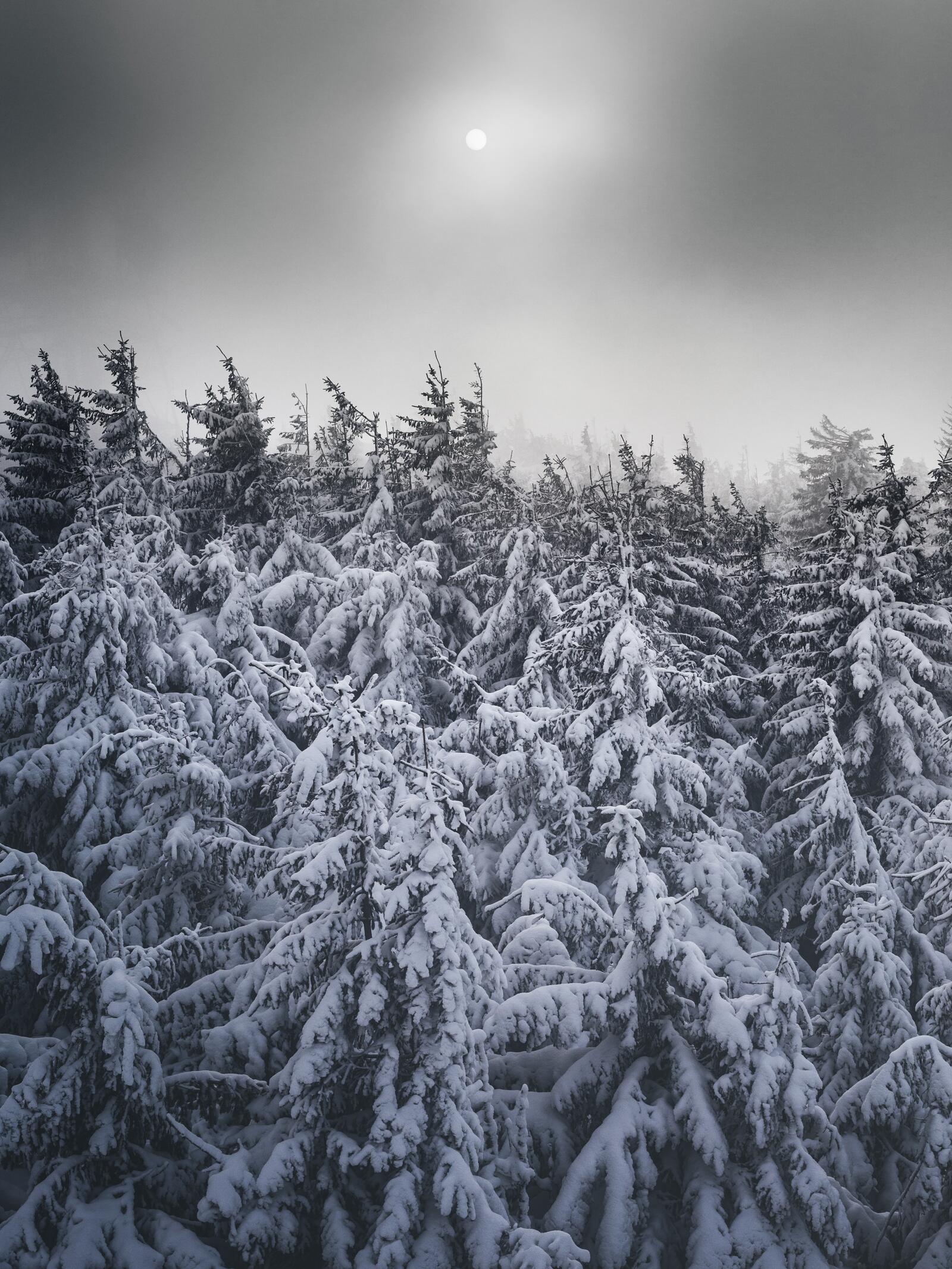 免费照片寒冷冬日里的冰冻树木