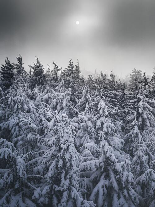 Замерзшие деревья холодным зимним днем