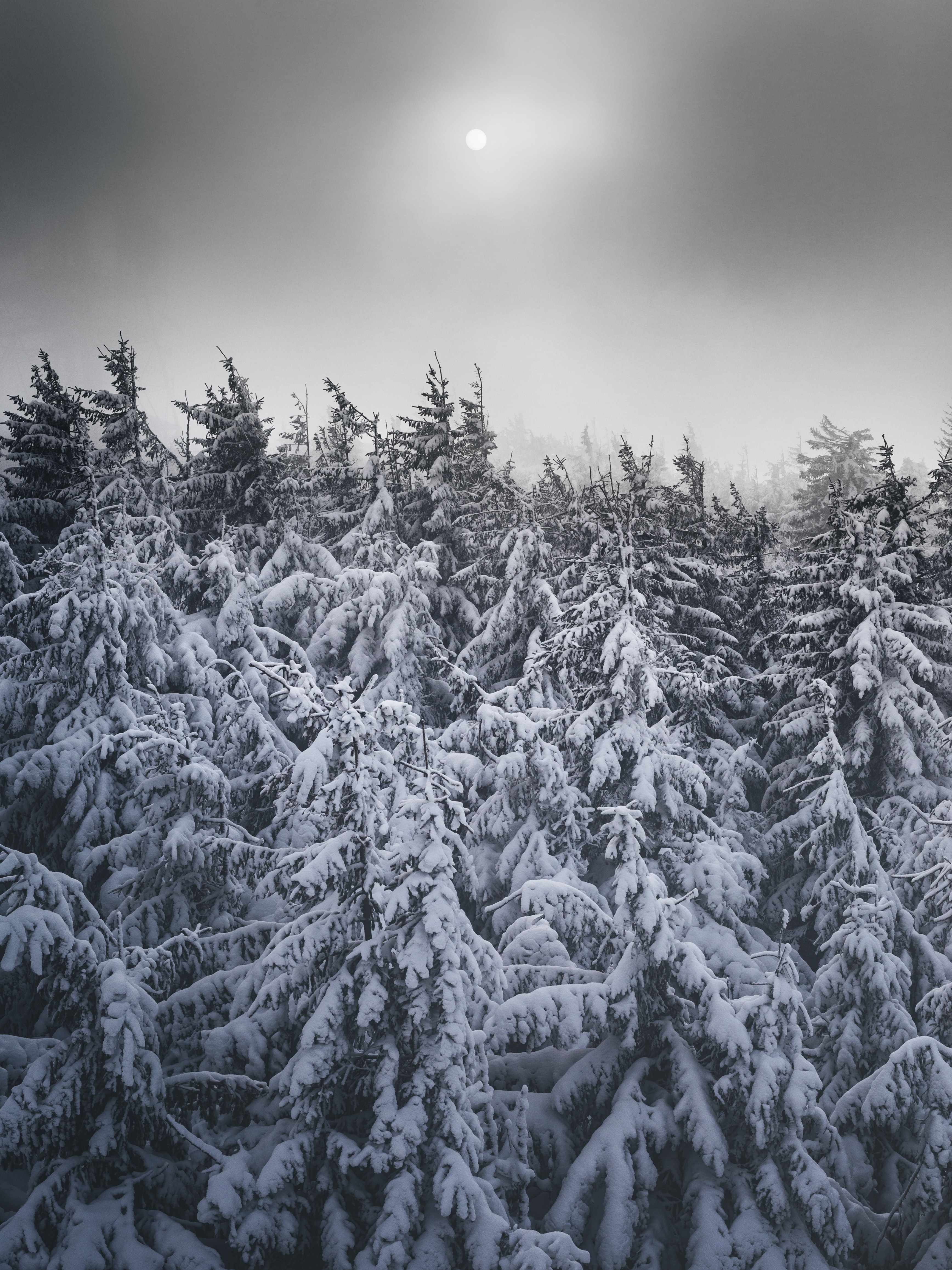 Замерзшие деревья холодным зимним днем · бесплатная фотография
