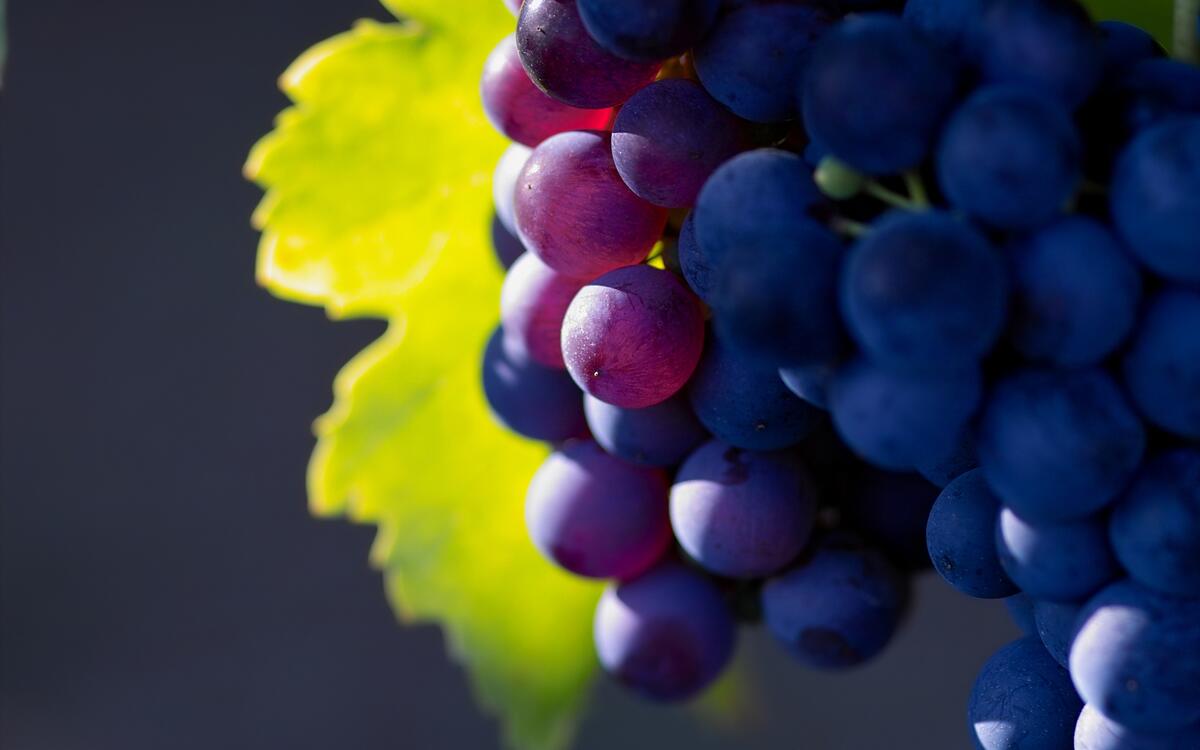 Синий виноград крупным планом