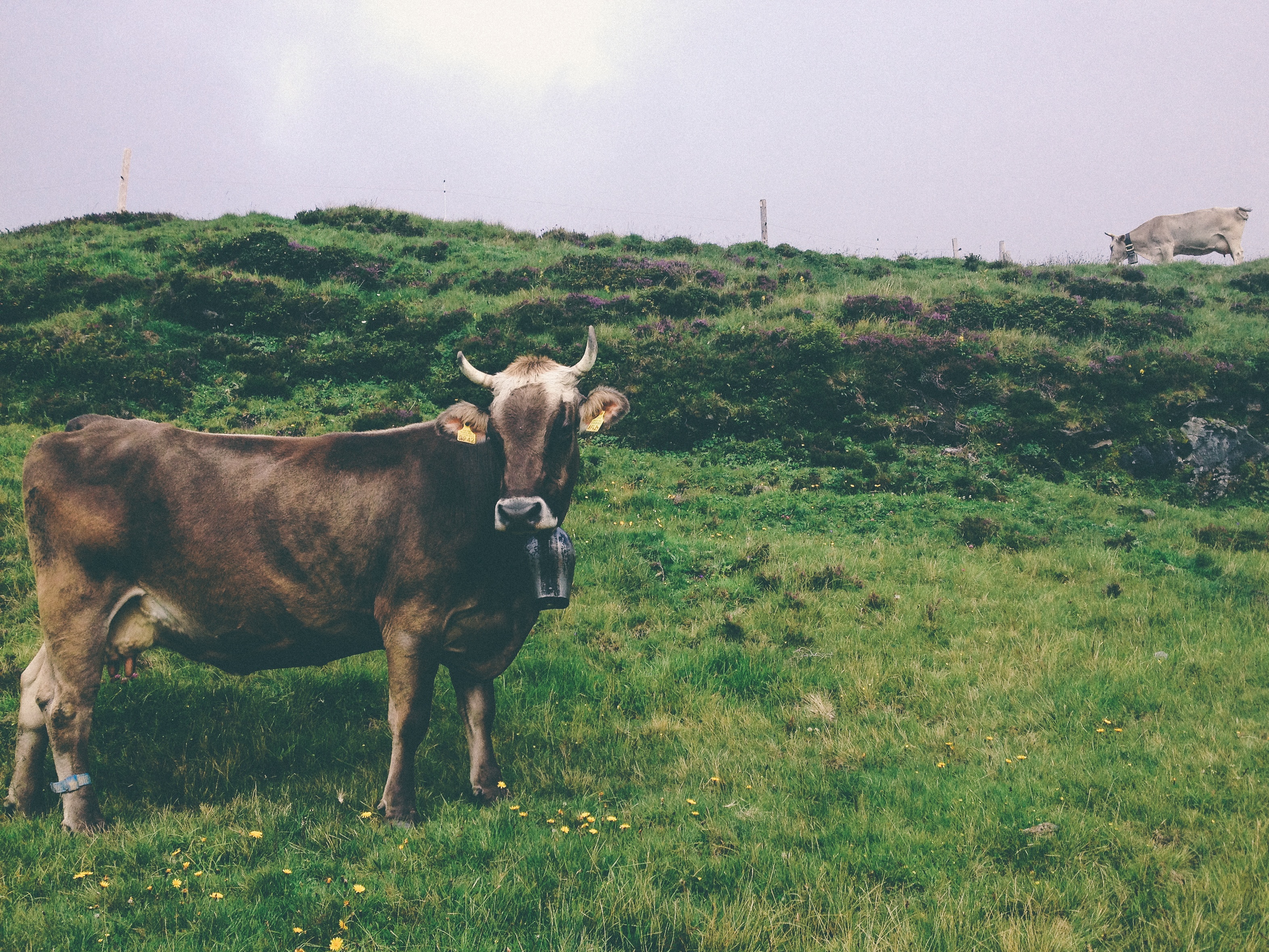 Бесплатное фото Коровы гуляют по пастбищу