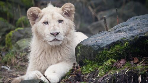 A white lion looks at the photographer