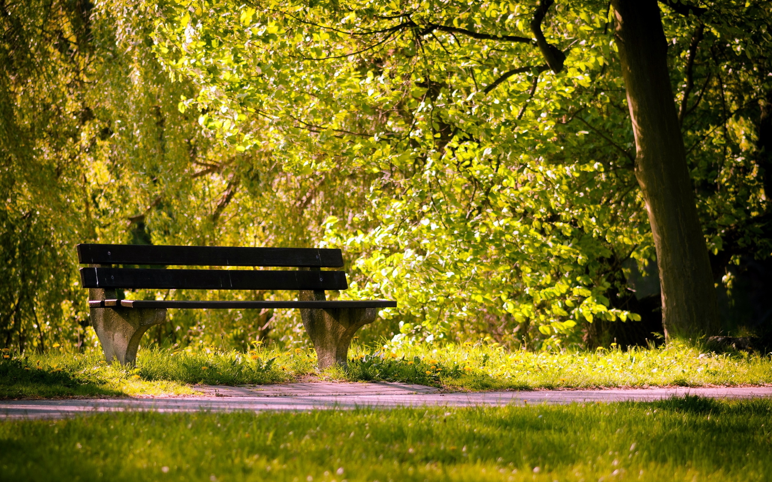 Photo free park, bench, summer