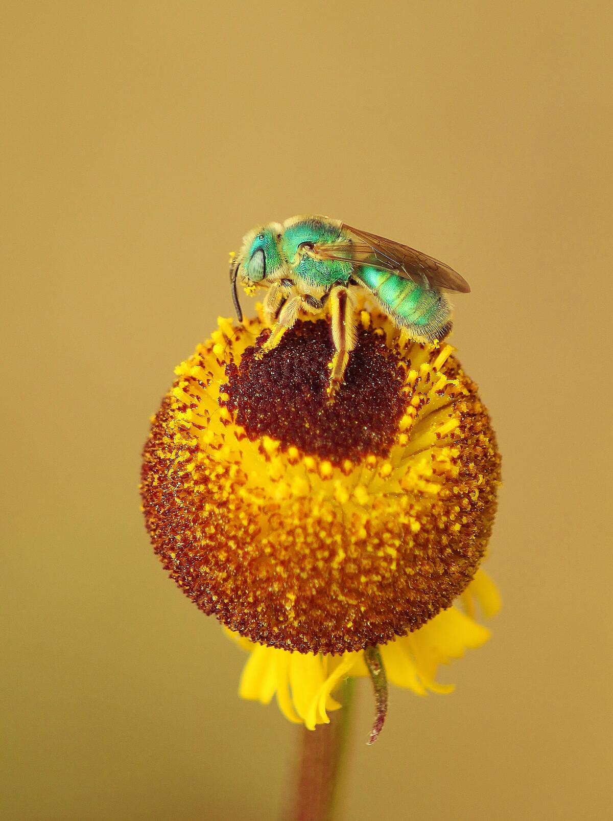 Зеленая пчела на цветке