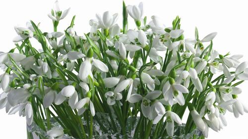 The first bouquet of snowdrops