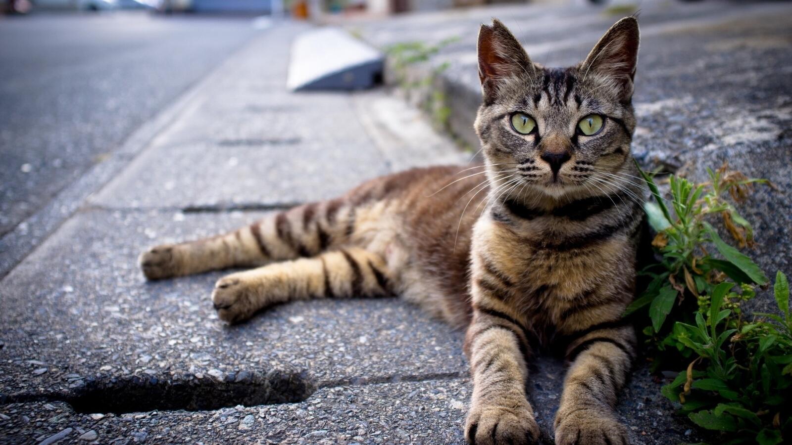 Бесплатное фото Старый кот отдыхает у края дороги