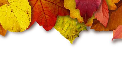 Autumn colored leaves on white background