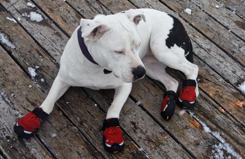A dog in winter shoes