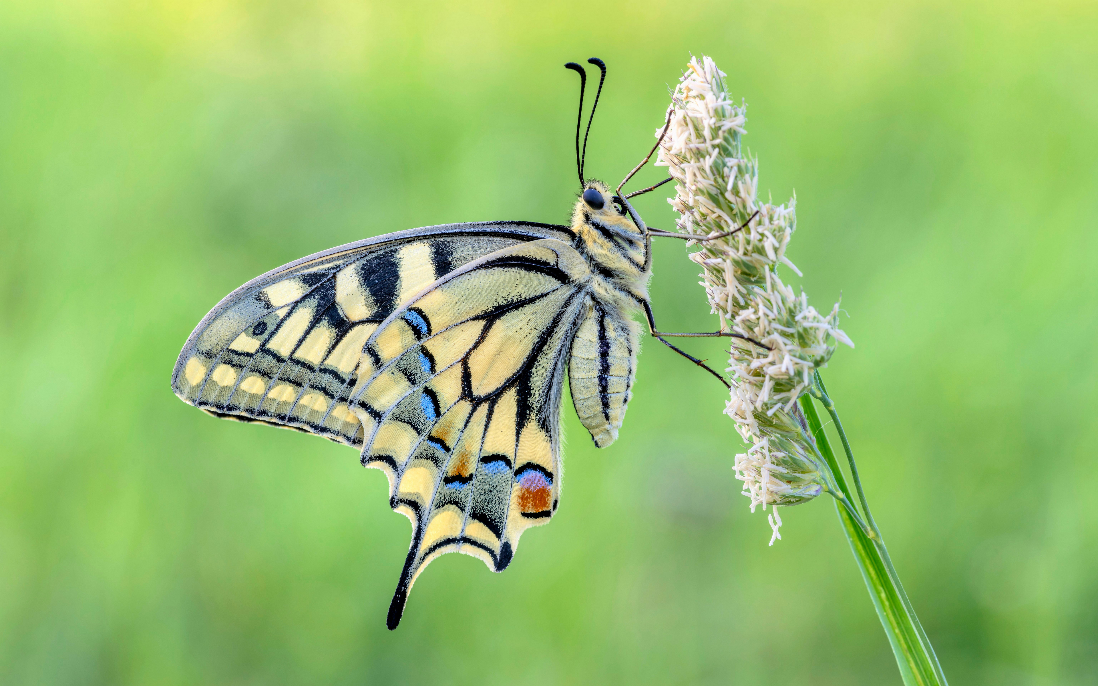 一只五颜六色的浅色蝴蝶坐在草地上