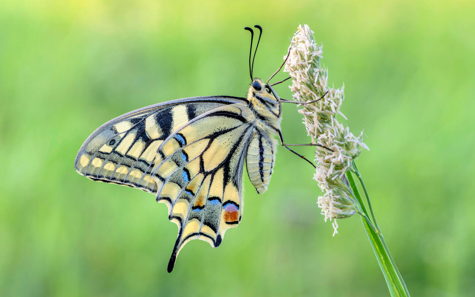 Бесплатное фото Разноцветная светлая бабочка сидит на траве