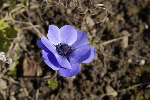 Purple crown anemone