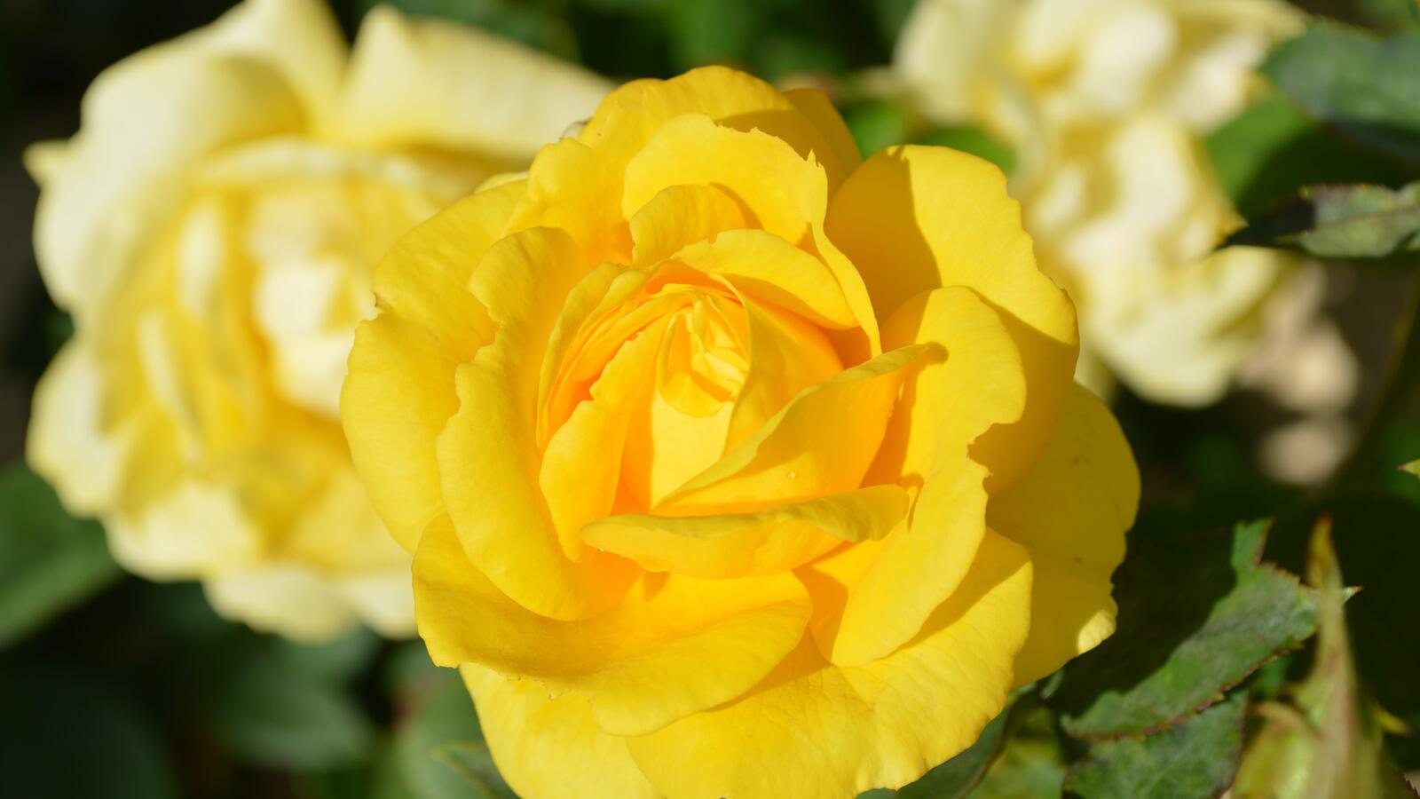 Free photo Yellow rosebud