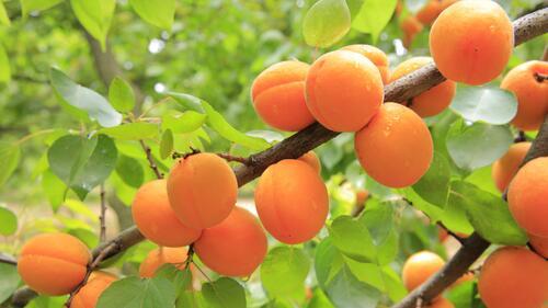 A branch with ripe orange apricots